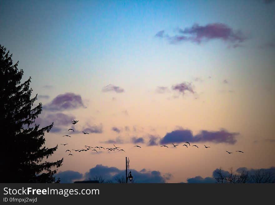 A flock of birds flying on the sky at sunset. A flock of birds flying on the sky at sunset.