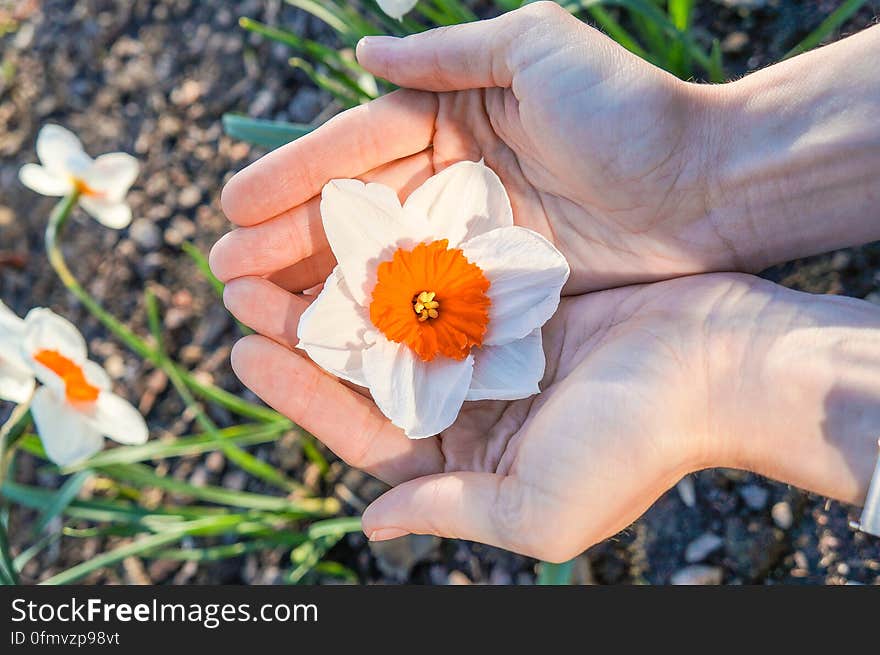 Narcissus flower in the palm of your hand