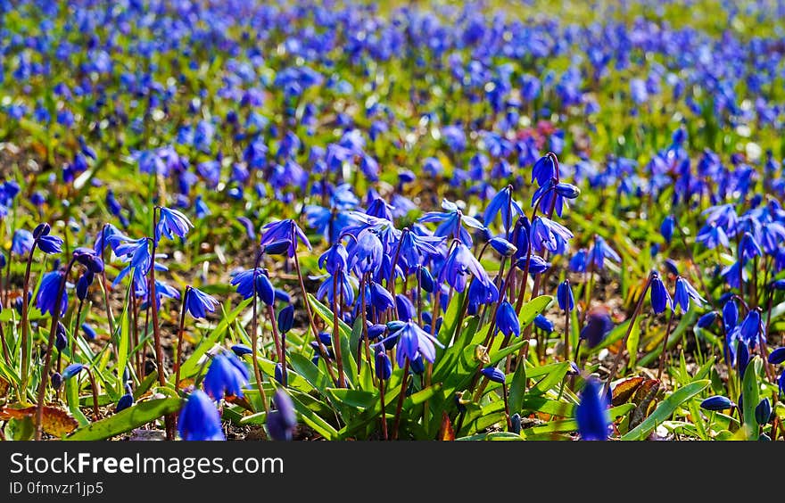 Scilla flowers in the spring meadow