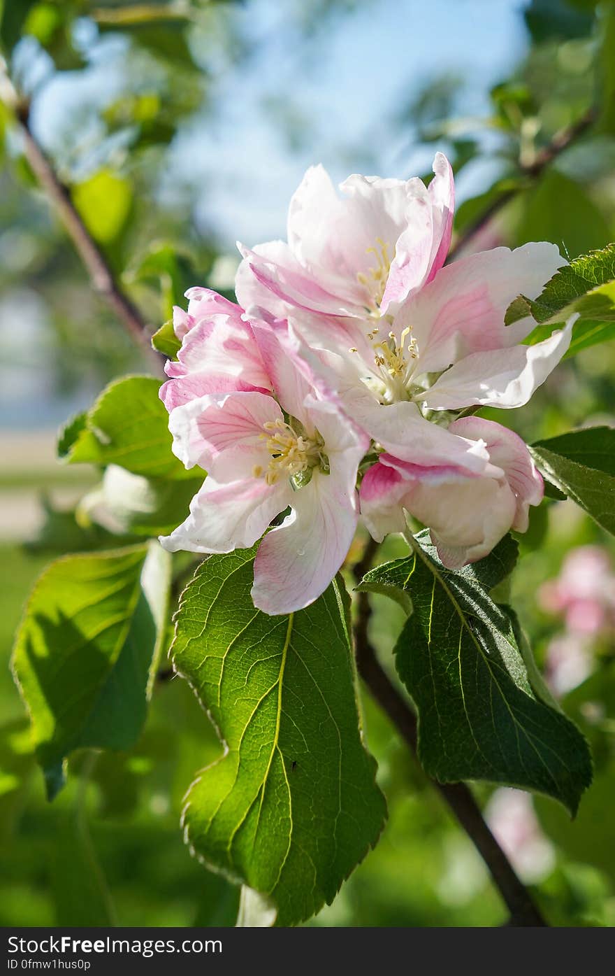 A branch of blossoms in early spring