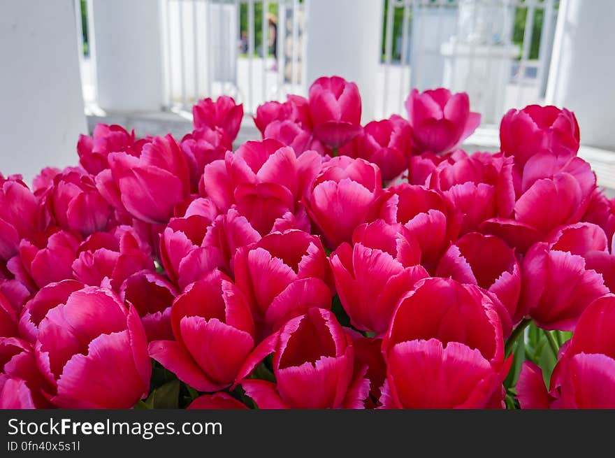 Spring tulips in full bloom on the lawn in the Park. Spring tulips in full bloom on the lawn in the Park