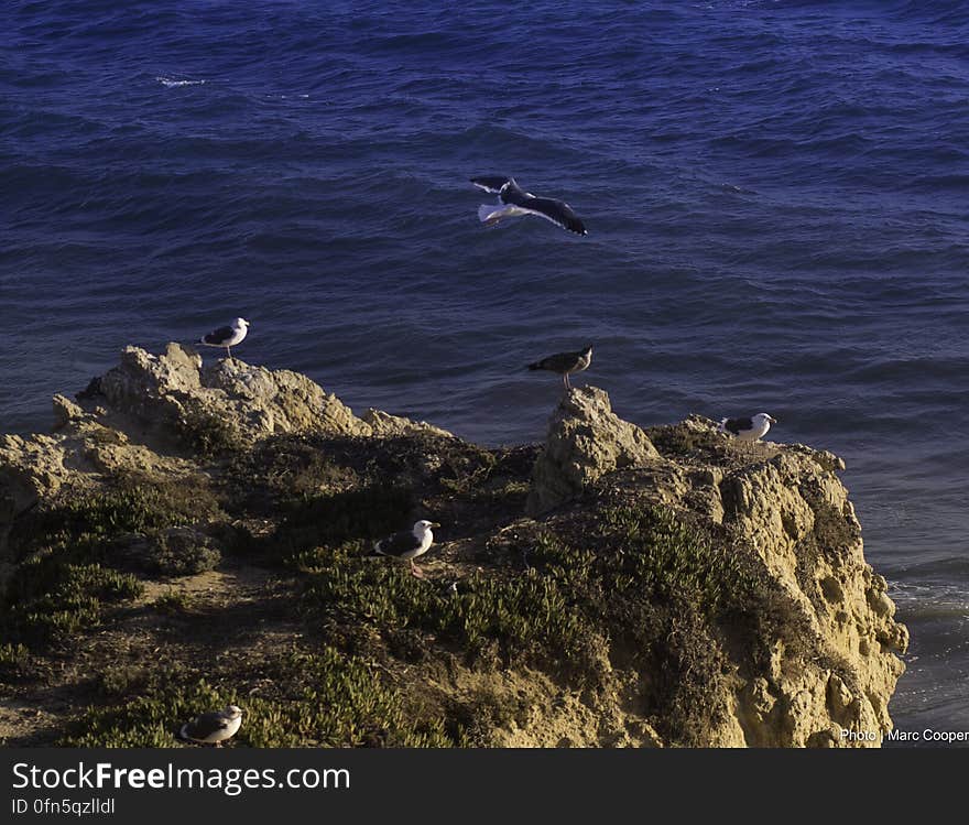 Water, Bird, Beak, Coastal and oceanic landforms, Sky, Terrain