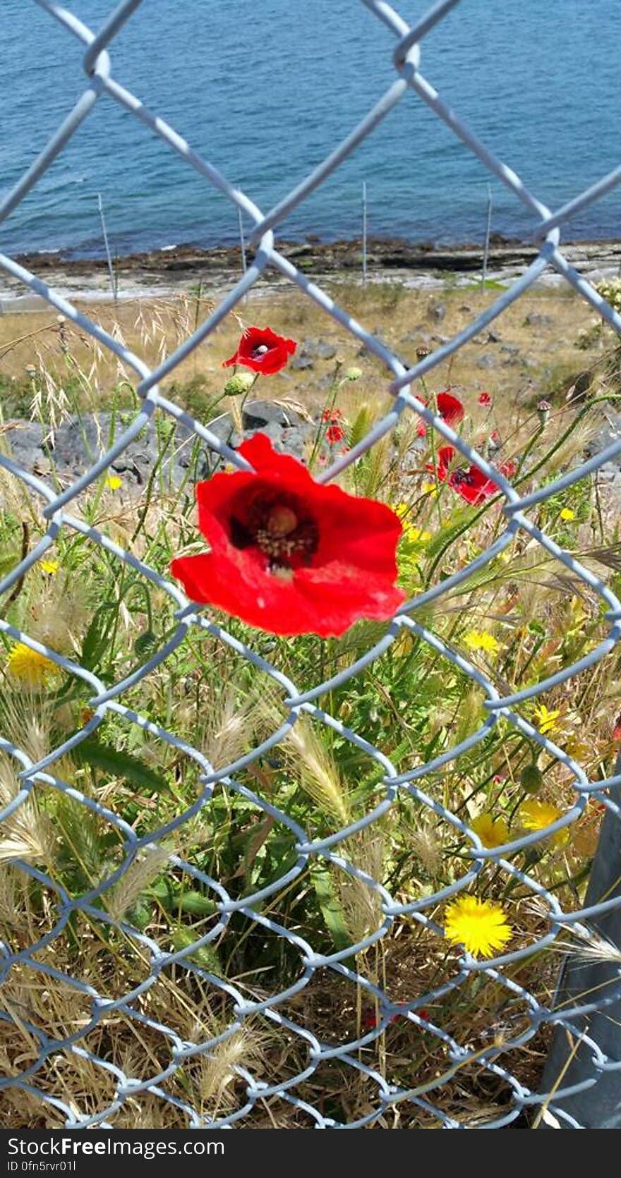 Waiting for the ferry to Vancouver. this poppy was poking through the fence. Waiting for the ferry to Vancouver. this poppy was poking through the fence