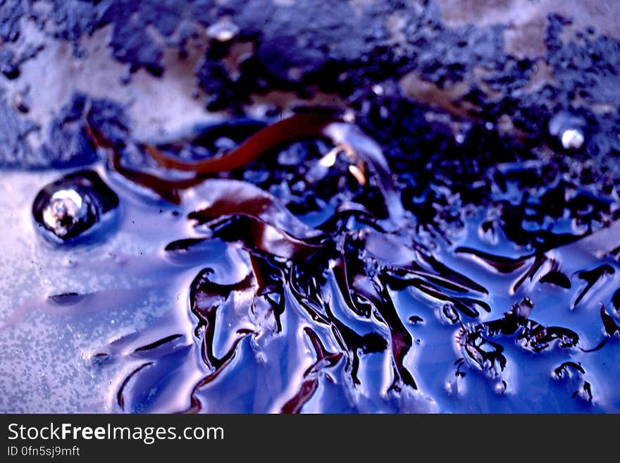 seaweed and water texture