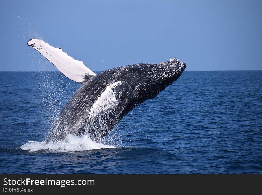 A Humpbackwhale in Ecuador near Isla de la Plata