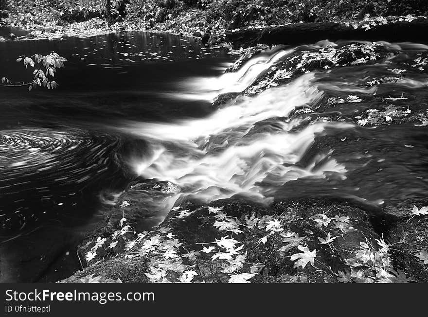 Greyscale Photo of Water and Leaves