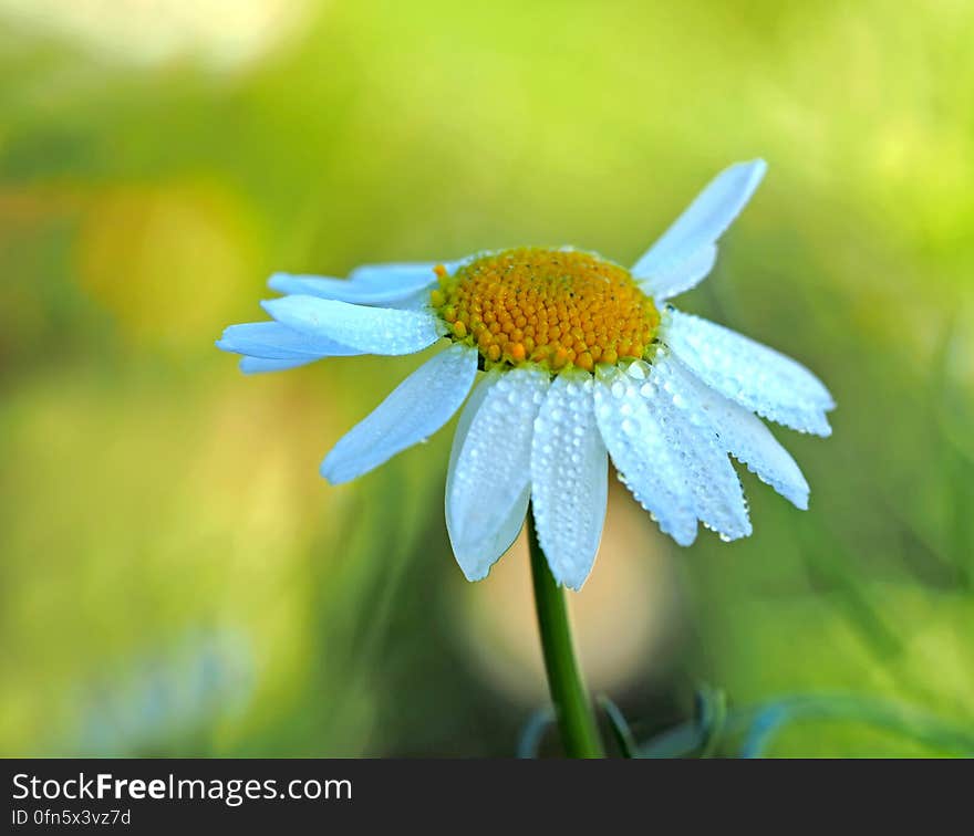 Close Up Photography of a White Aster Flower in Bloom at Daytime