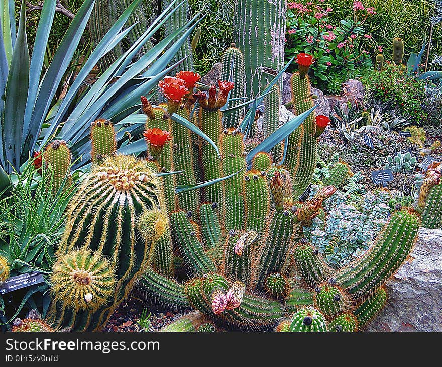 Close-up of Cactus