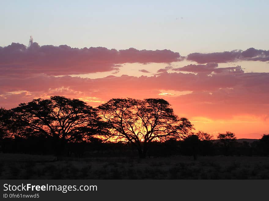 Silhouette of trees in field against orange sunset in cloudy skies. Silhouette of trees in field against orange sunset in cloudy skies.