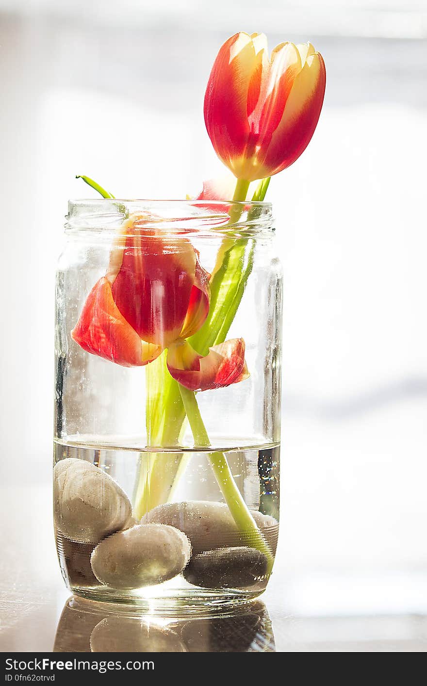 Close up of red and orange tulips in glass vase with stones. Close up of red and orange tulips in glass vase with stones.