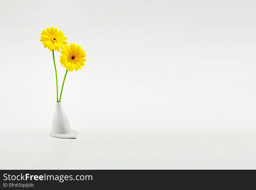 Yellow Gerber daisies in white china vase. Yellow Gerber daisies in white china vase.