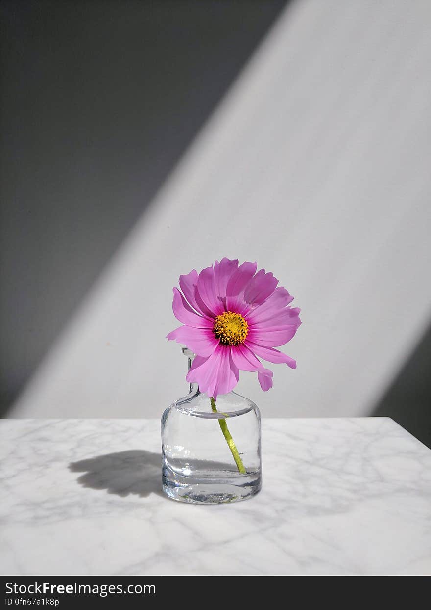 A flower in a jar with water. A flower in a jar with water.