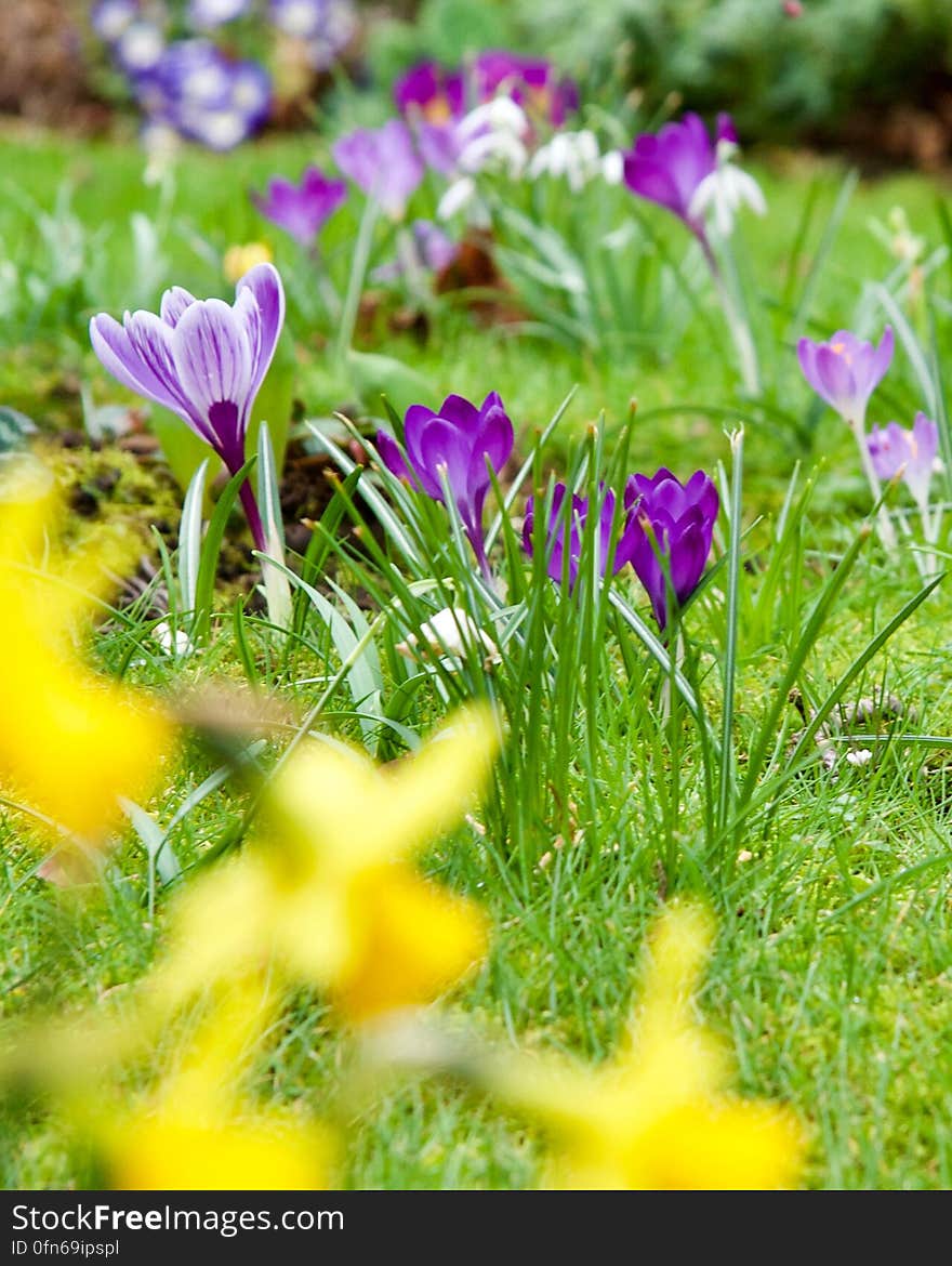 Selective focus on three purple crocuses on green lawn with blurred daffodils in front and a few white snowdrops blurred in the background.