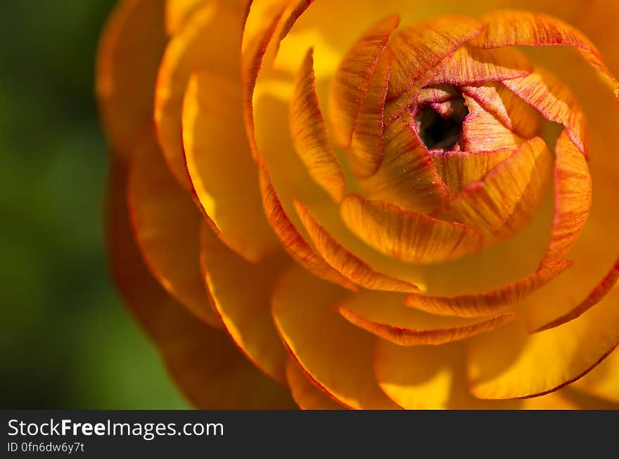 Yellow and Orange Flower Macro Photograph