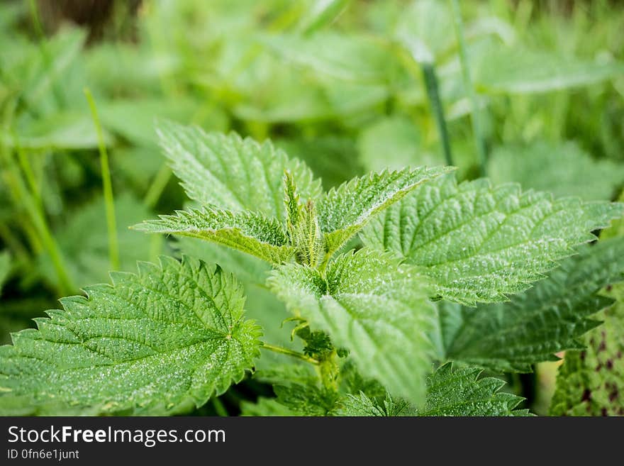 Close up of green nettle leaves in sunny garden.