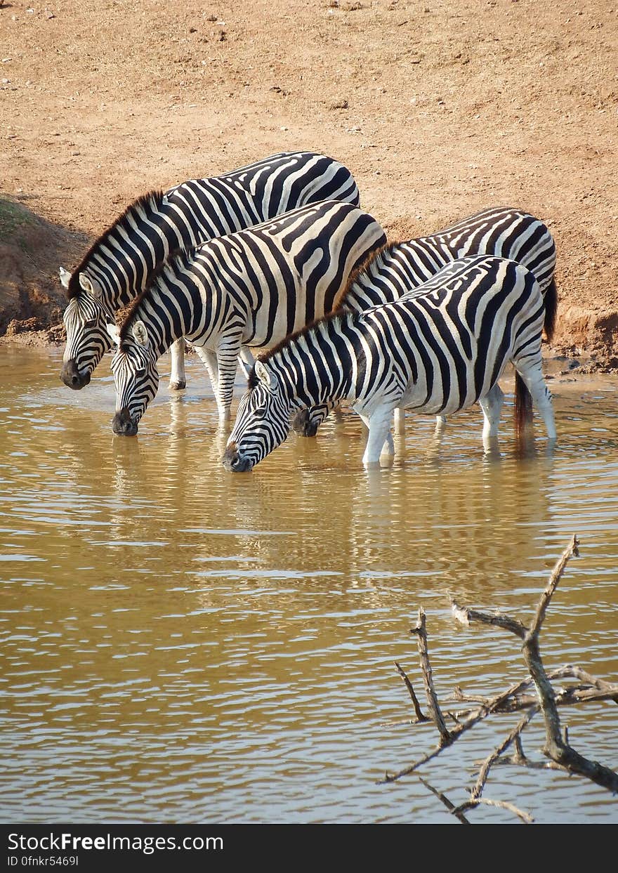 Zebras drinking in Serengeti wildlife reserve, Africa.