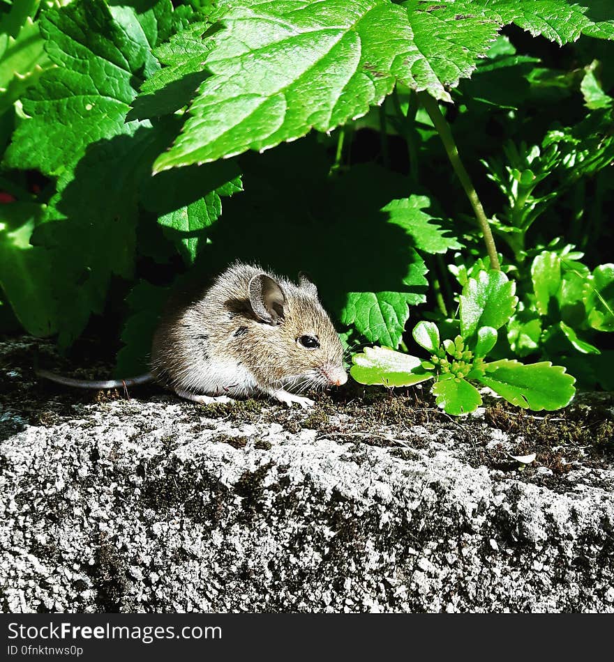 A mouse hiding under leaves on a stone. A mouse hiding under leaves on a stone.