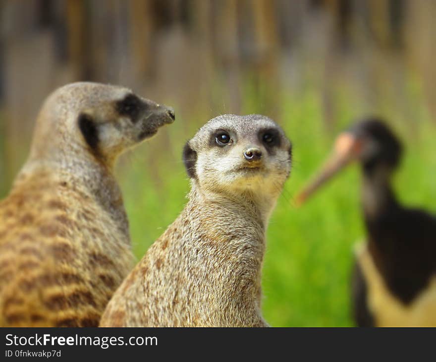 A pair of meerkats and an exotic bird in the background.