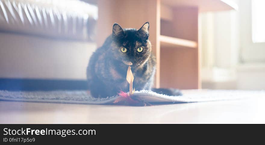 Portrait of domestic cat sitting on rug in sunny living room. Portrait of domestic cat sitting on rug in sunny living room.