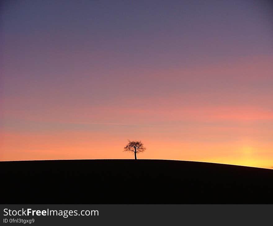 Silhouette of a Tree