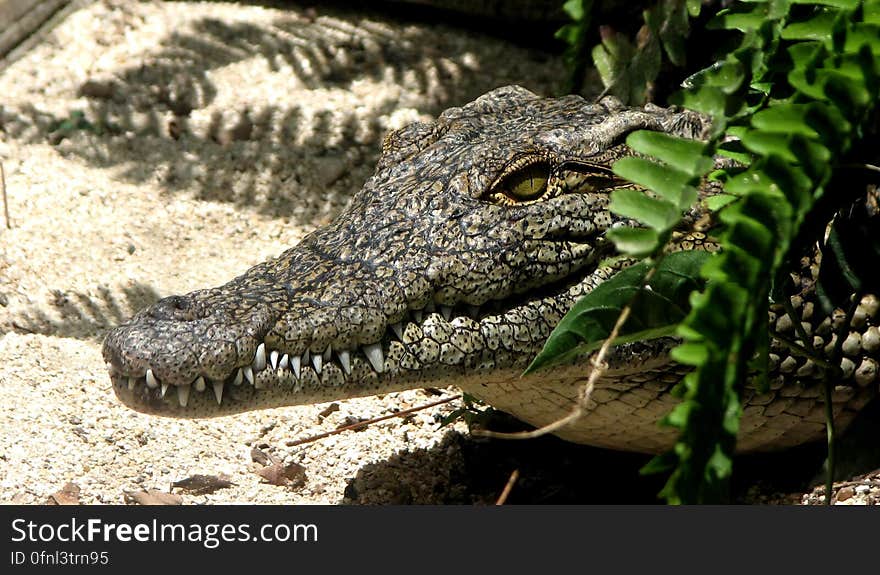 Profile portrait of alligator in bushes on sand in wildlife zoo. Profile portrait of alligator in bushes on sand in wildlife zoo.