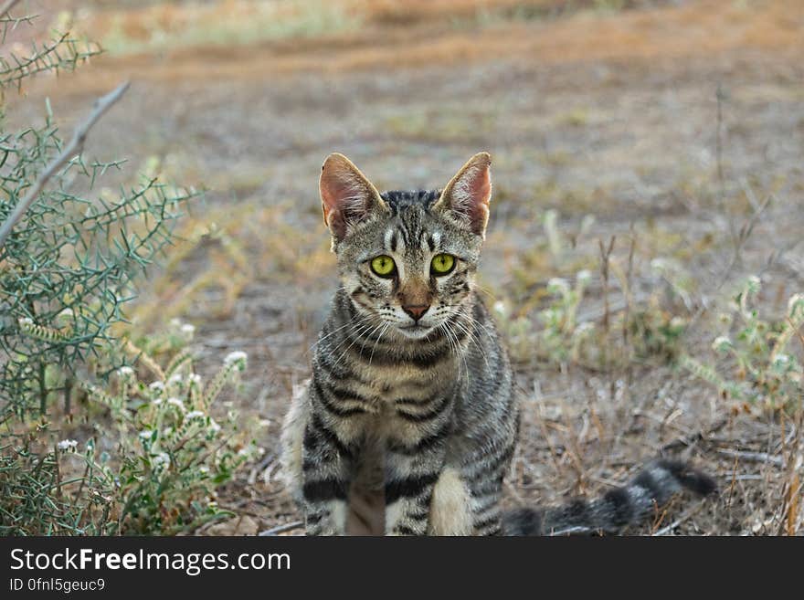 Gray Cat Near Green Leaved Plant