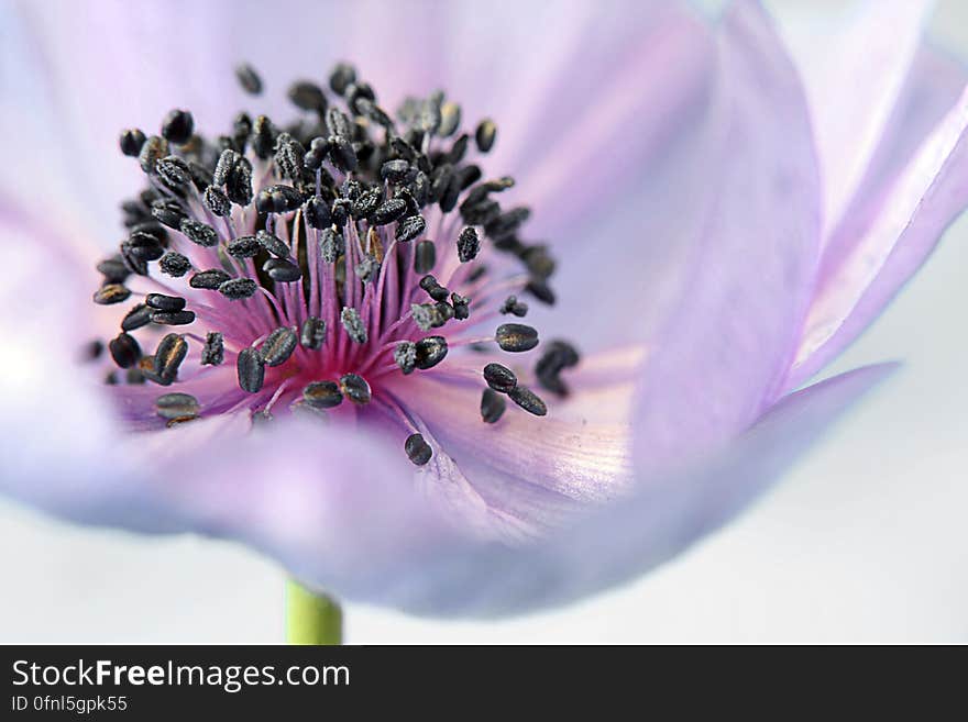 Pink Whit and Black Flower