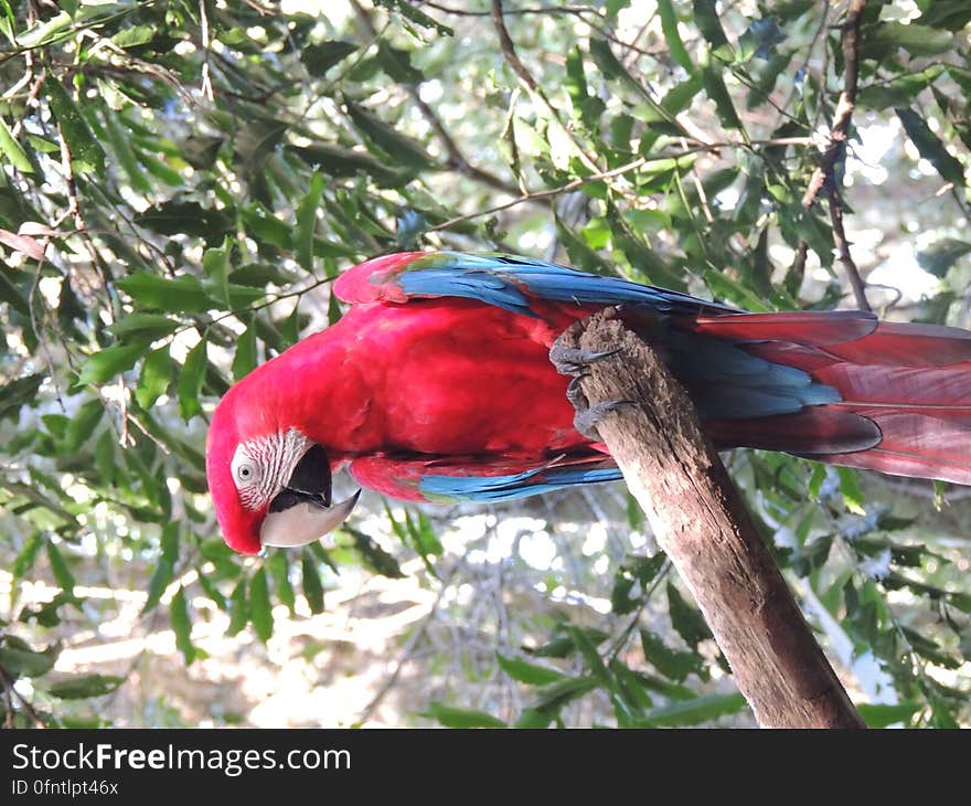 A Scarlet macaw in close-up