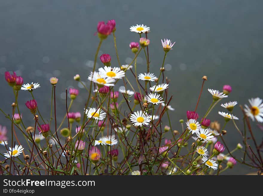 Flowers and the sea