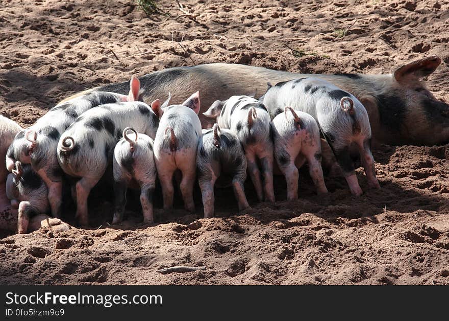 Black and White Pig Feeding Her Piglets