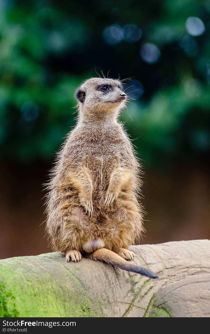 Close Up Photography of Meerkat