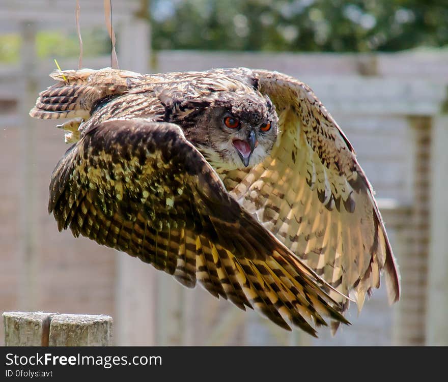 Brown and Beige Serpent Owl in Timelapse Photography