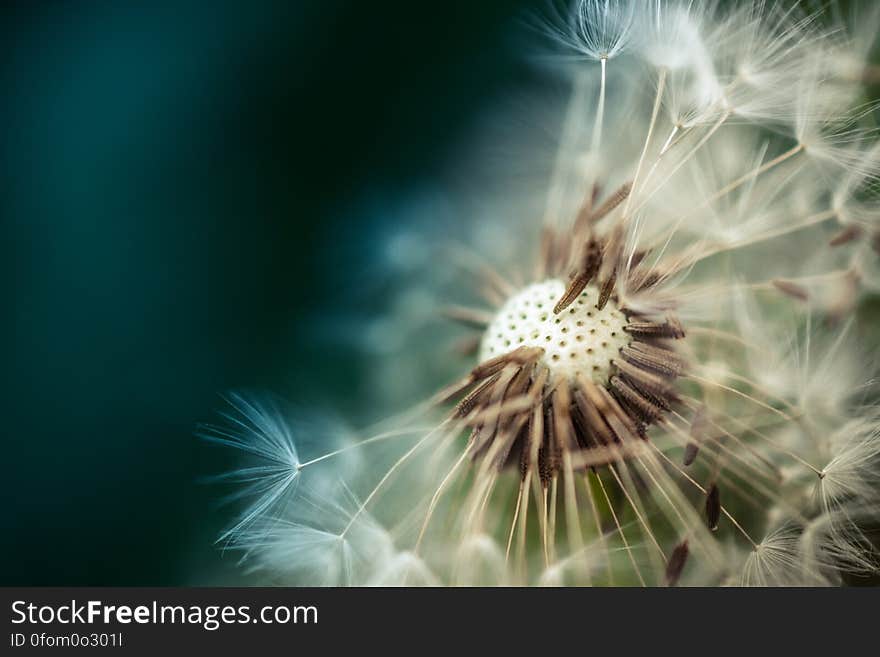 A mature dandelion flower with seeds flying off