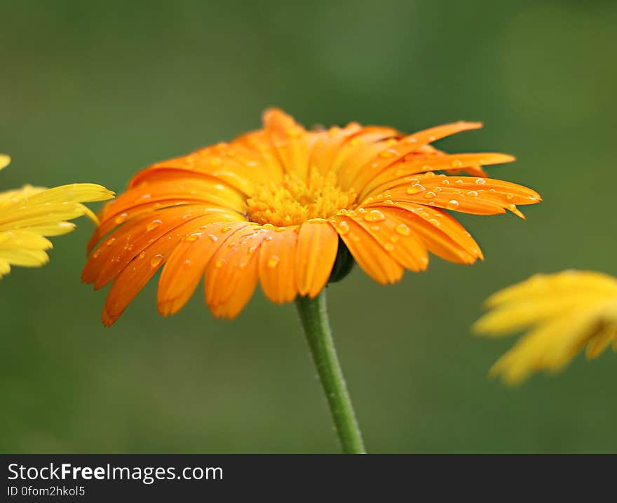 Orange Sunflower