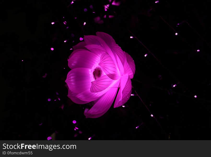 A red flower in the dark with lights.