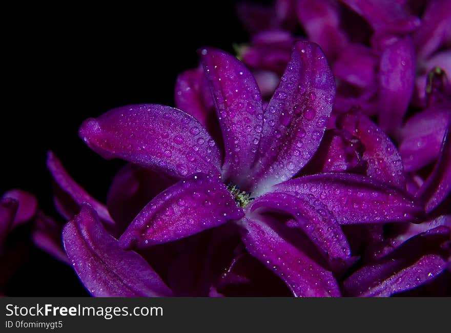 A close up of a lilac flower with dew drops at night. A close up of a lilac flower with dew drops at night.