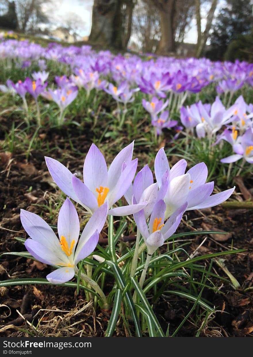 A close up of blooming crocus flowers.