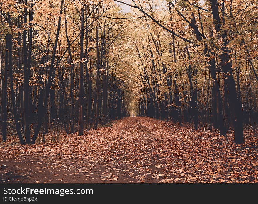 Long straight avenue between trees in Autumn with path covered in orange and yellow leaves.