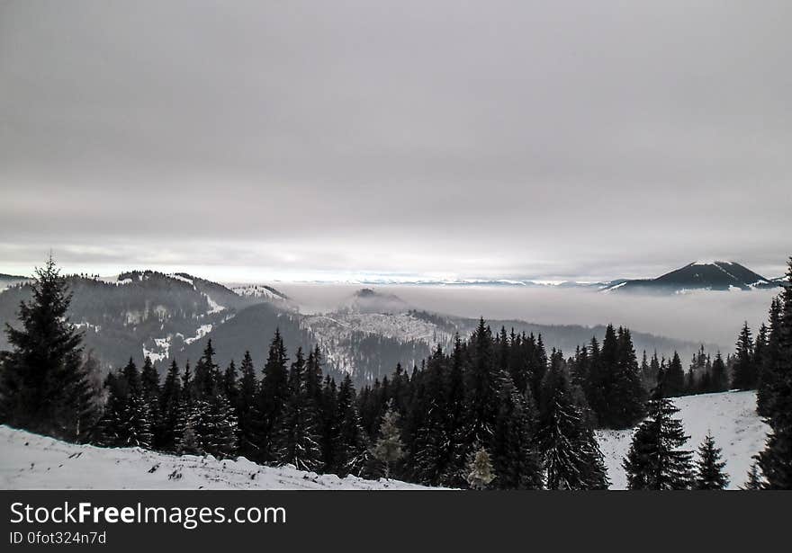 Towards The Top Of The Carpathian Mountains, Vatra Dornei