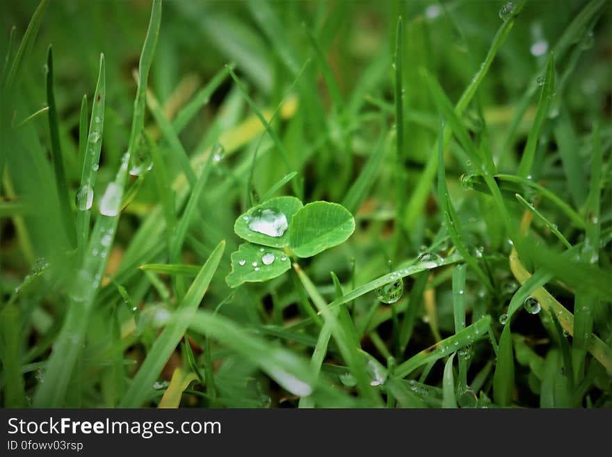 Wet green grass with raindrops on the clover