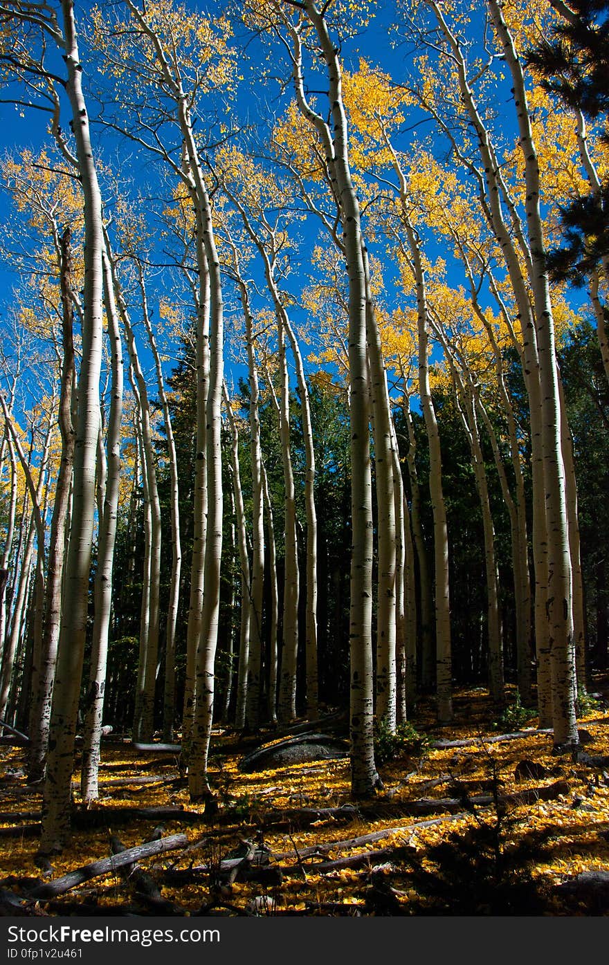 Autumn hike of the Bear Jaw, Waterline, and Abineau Trails Loop on the northern side of Flagstaff&#x27;s San Francisco Peaks. Autumn hike of the Bear Jaw, Waterline, and Abineau Trails Loop on the northern side of Flagstaff&#x27;s San Francisco Peaks.