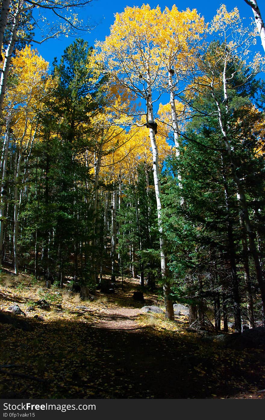 Autumn hike of the Bear Jaw, Waterline, and Abineau Trails Loop on the northern side of Flagstaff&#x27;s San Francisco Peaks. Autumn hike of the Bear Jaw, Waterline, and Abineau Trails Loop on the northern side of Flagstaff&#x27;s San Francisco Peaks.