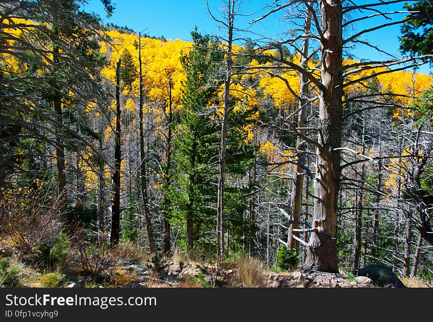 Autumn hike of the Bear Jaw, Waterline, and Abineau Trails Loop on the northern side of Flagstaff&#x27;s San Francisco Peaks. Autumn hike of the Bear Jaw, Waterline, and Abineau Trails Loop on the northern side of Flagstaff&#x27;s San Francisco Peaks.