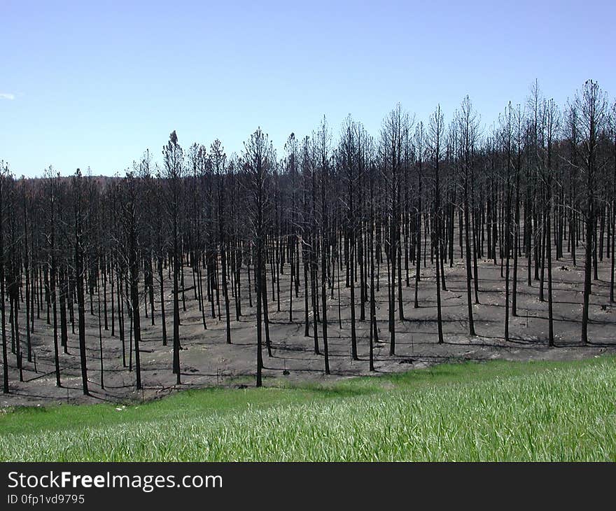 Aftermath of 2000 Jasper Fire — This photo was taken in 2001 of an area burned by the Jasper Fire that started on August 24, 2000, just west of Jewel Cave National Monument in the southern Black Hills of South Dakota. A total of about 84,000 acres were burned by the Jasper Fire. Credit: Joyce Williamson, USGS.