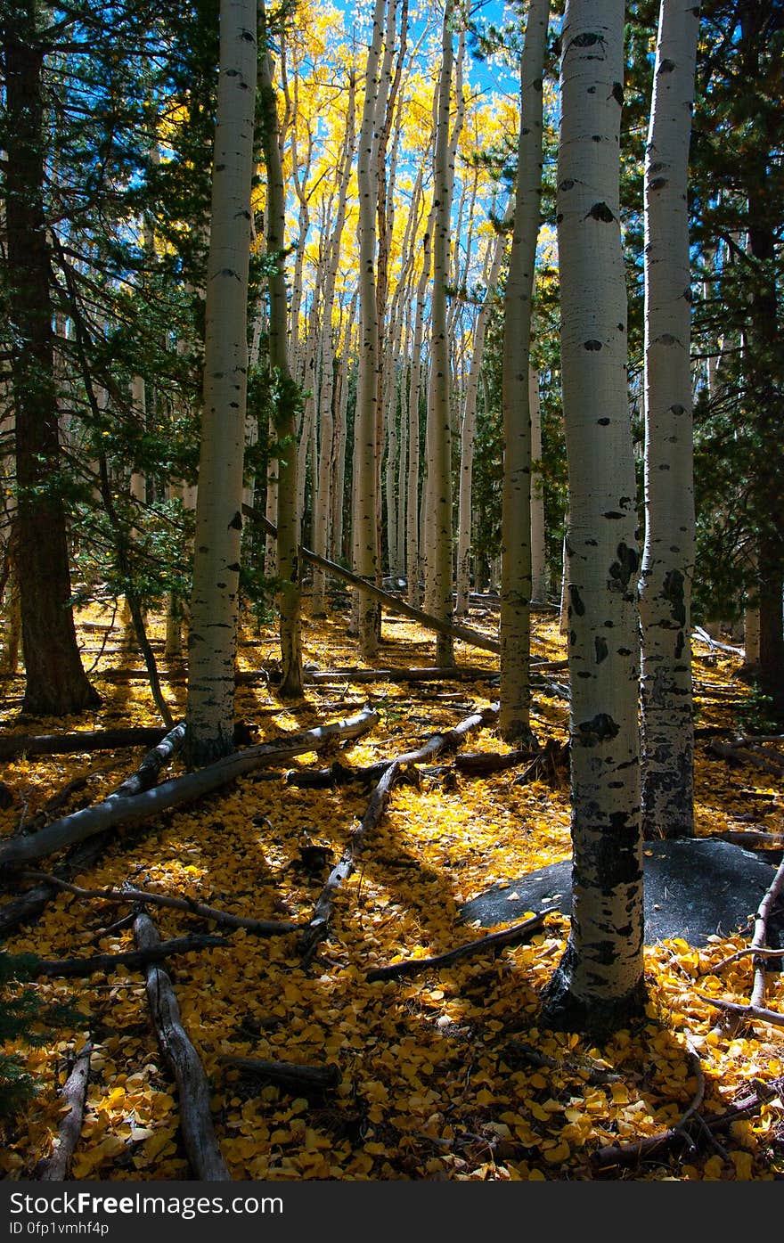 Autumn hike of the Bear Jaw, Waterline, and Abineau Trails Loop on the northern side of Flagstaff&#x27;s San Francisco Peaks. Autumn hike of the Bear Jaw, Waterline, and Abineau Trails Loop on the northern side of Flagstaff&#x27;s San Francisco Peaks.