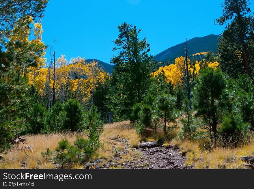 Autumn hike of the Bear Jaw, Waterline, and Abineau Trails Loop on the northern side of Flagstaff&#x27;s San Francisco Peaks. Autumn hike of the Bear Jaw, Waterline, and Abineau Trails Loop on the northern side of Flagstaff&#x27;s San Francisco Peaks.