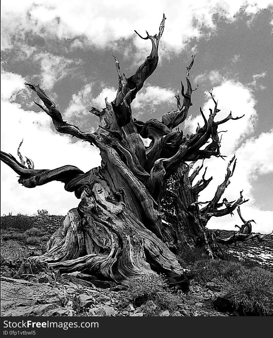 Bristlecone pine