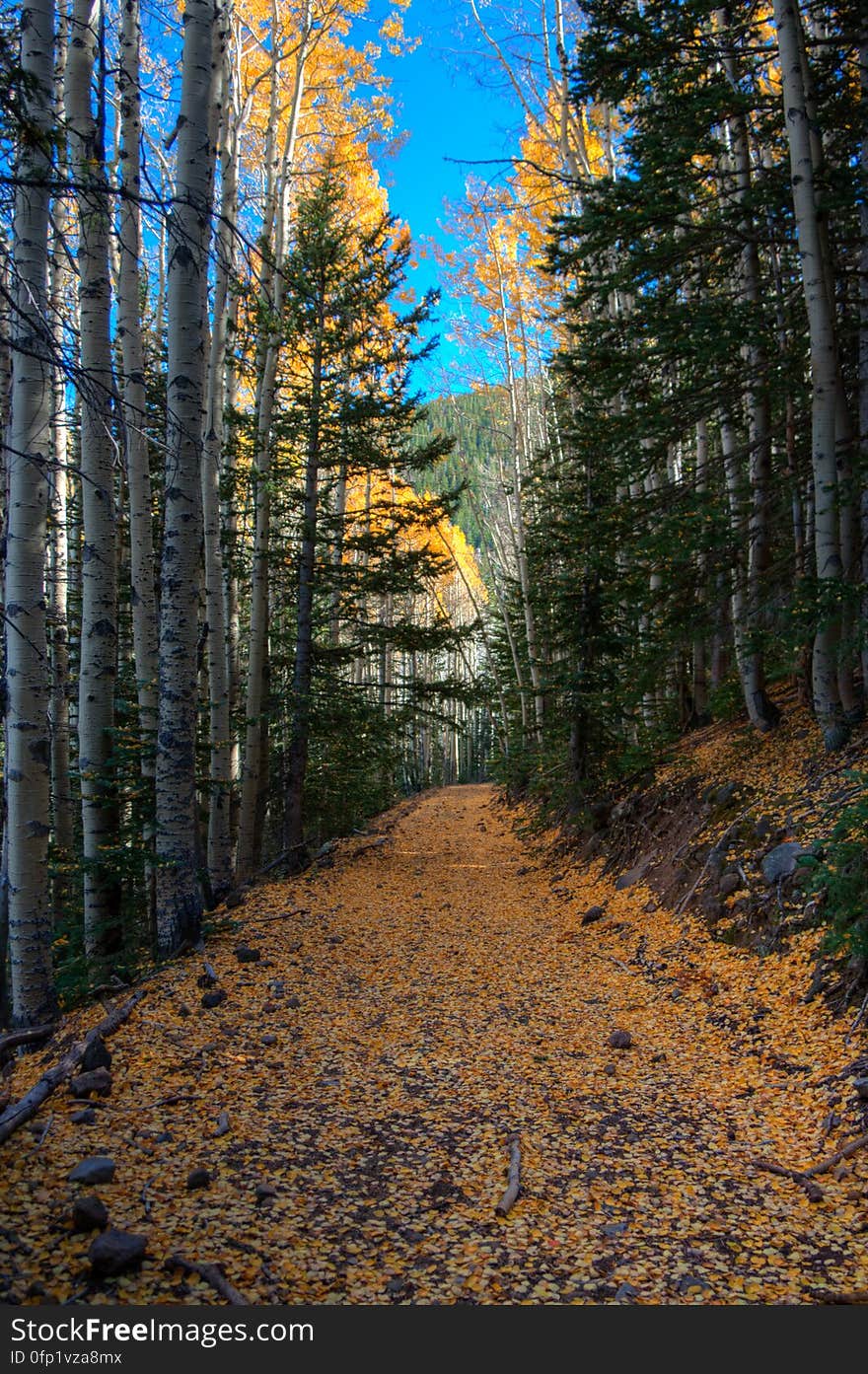 Autumn hike of the Bear Jaw, Waterline, and Abineau Trails Loop on the northern side of Flagstaff&#x27;s San Francisco Peaks. Autumn hike of the Bear Jaw, Waterline, and Abineau Trails Loop on the northern side of Flagstaff&#x27;s San Francisco Peaks.