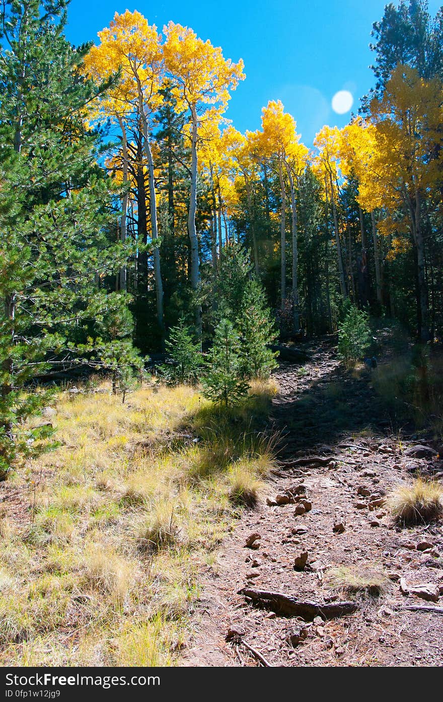 Autumn hike of the Bear Jaw, Waterline, and Abineau Trails Loop on the northern side of Flagstaff&#x27;s San Francisco Peaks. Autumn hike of the Bear Jaw, Waterline, and Abineau Trails Loop on the northern side of Flagstaff&#x27;s San Francisco Peaks.