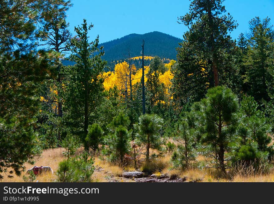 Autumn hike of the Bear Jaw, Waterline, and Abineau Trails Loop on the northern side of Flagstaff&#x27;s San Francisco Peaks. Autumn hike of the Bear Jaw, Waterline, and Abineau Trails Loop on the northern side of Flagstaff&#x27;s San Francisco Peaks.